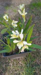 Image result for Babiana bainesii