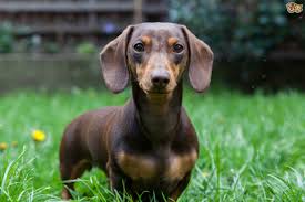 average weight for a miniature dachshund size weight chart