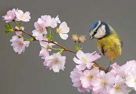 Libera per usi commerciali ✓ attribuzione non richiesta ✓. Immagini Aves Parus Sakura Fiori Di Ramo Animali Alberi In Fiore