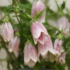 Campanula Takesimana Nurseries Online Campanula Flowers Campanula Annual Plants