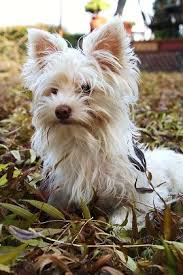 Image result for white yorkshire terrier
