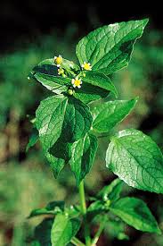 Image result for Galinsoga parviflora