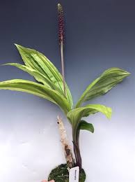 Image result for Malaxis schliebenii