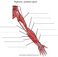 Arm muscle diagram shoulder and arm muscles posterior diagram quizlet. Free Anatomy Quiz The Muscles Of The Arm Posterior Image