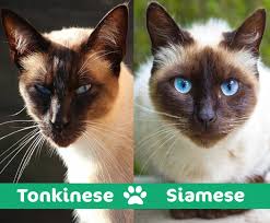 How much do siamese cats cost? Tonkinese Vs Siamese Cat What S The Difference With Pictures Excitedcats