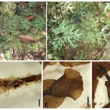 Image result for Hymenophyllum triangulare