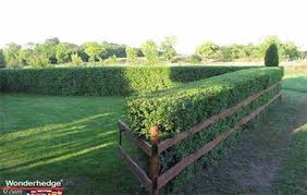 Wunderhecke Eine Schnellwachsende Hecke Fur Die Ewigkeit Hecke Pflanzen Vorgarten Anpflanzung