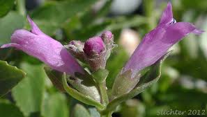 Image result for Psydrax parviflora