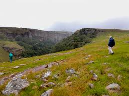 Image result for Basananthe sandersonii