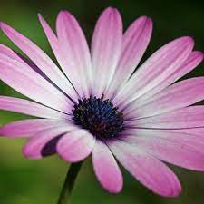 Kuingin marah, melampiaskan tapi kuhanyalah sendiri disini ingin kutunjukkan pada siapa saja yang ada bahwa hatiku kecewa… Bunga Kekwa Bungakekwa Twitter