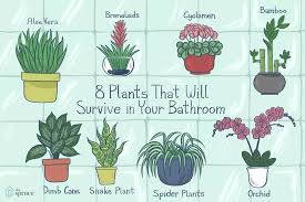 Dress Up Your Bathroom With These Moisture Loving Plants Plants House Plants Bathroom Plants