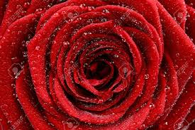 My photojournalistic style has been referred to as something you would see in a magazine. Red Rose Nahaufnahme Schone Rote Rose Und Wassertropfen Makro Foto Macro Photography Collection Lizenzfreie Fotos Bilder Und Stock Fotografie Image 17880487