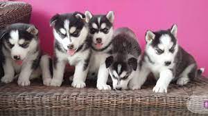 https www youtube com watch v rhl6jvej2mw feature share sibirya kurdu husky hayvan