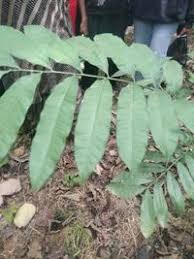 Image result for Lovoa swynnertonii