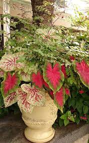 Tropical flowers bring an appeal to the landscape that is unmatched by other plantings. Use Tropical Shade Plants In Your Garden Costa Farms