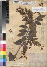 Image result for Ancylobothrys amoena