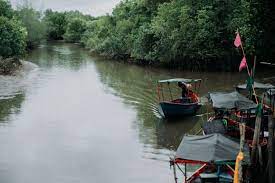Fishing Boat On A Rainy Day The Mangrove Forests Of Thailand Mangrove Forest Fishing Boats Mangrove
