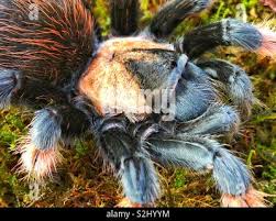 Image result for Emilia brachycephala