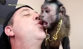 Capuchin Monkey Happy does a foraging challenge! We put snacks and treats  inside different containers to see if Monkey Happy could forage open them  to find whats inside!