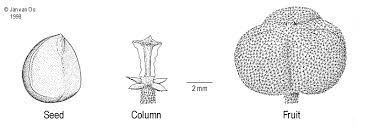 Image result for Chrozophora plicata
