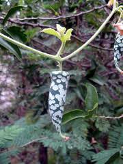 Image result for Kedrostis leloja