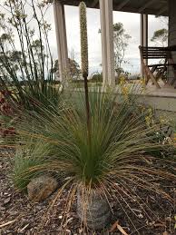 Grass Tree Xanthorrhoea Australis With Flower Spike Australian Garden Design Front Porch Garden Native Garden