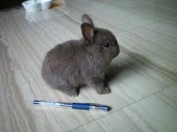 Pin By Amberini On Bunnies Dwarf Rabbit Netherland Dwarf Bunny Dwarf Bunnies