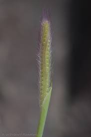 Image result for Tetrapogon