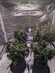 We did not find results for: First Grow Northern Lights X Big Bud Indoor Auto 2019 420 Magazine