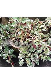 Image result for Excoecaria