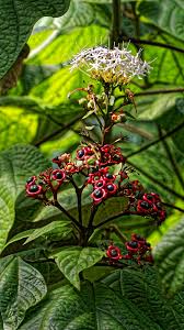 Image result for Clerodendrum abilioi
