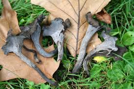 Image result for Craterellus fallax