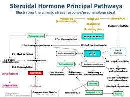 The Endocrine Journey Steroidal Hormones Their Pathways
