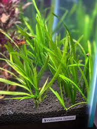 Image result for Vallisneria
