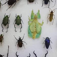 If you fail, then bless your heart. Museo Bichos Queretaro Queretaro Bugs Museum Santiago De Queretaro Mexico Atlas Obscura