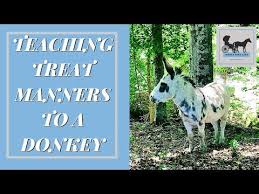 Training Donkeys Isn T Hard It Just Requires Patience And Gaining Trust Exercises Donkey Care Donkey Mini Donkey