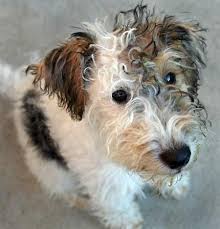 All our dogs and puppies are living in families. Wire Fox Terrier Puppy Wire Fox Terrier Puppies Fox Terrier Puppy Wire Fox Terrier