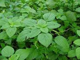 Image result for Adenostemma viscosum