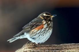 Um sie zu bestimmen oder als informationsmaterial im unterricht bietet sich dieses kartenset an. Alle Vogelarten Bestimmen Heimische Vogel Mit Bild Und Namen