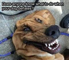 36 New Funny Animal Pictures You Re Going To Love Funny Animal Memes Funny Animal Jokes Funny Dog Memes
