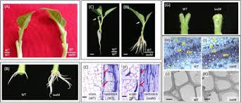 Grafting is a union of two related plants referred as stock & scion. Molecular And Physiological Characterization Of The Effects Of Auxin Enriched Rootstock On Grafting Horticulture Research