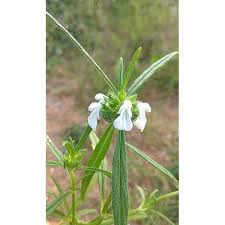 Image result for Leucas