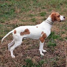 We are excited to announce the arrival of our english pointer litter! English Pointer Puppies For Sale