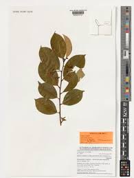 Image result for Aneulophus africanus