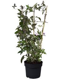Maybe you would like to learn more about one of these? Gartenkrone Bergwaldrebe Clematis Montana Mayleen Rosa Winterhart Hagebau De
