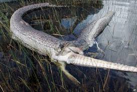 Congratulations, you've found what you are looking mature teacher eats a big black snack ? Who What Why How Does A Snake Eat A Crocodile Bbc News