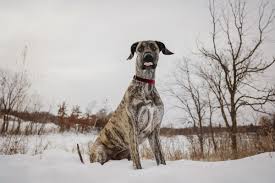 Maybe you would like to learn more about one of these? Great Dane Puppies Hampton Mn Bmo Show