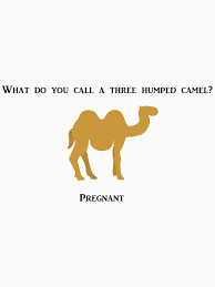 Discussion with claus and luca on what is new in camel 3 and touches upon their. What Do You Call A Three Humped Camel Riddle The Millennial Mirror