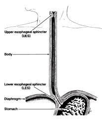 Image result for esophagus