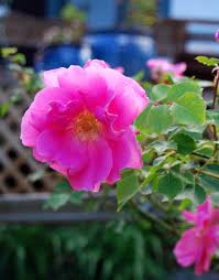 We did not find results for: All My Rose Growing Secrets Red Dirt Ramblings